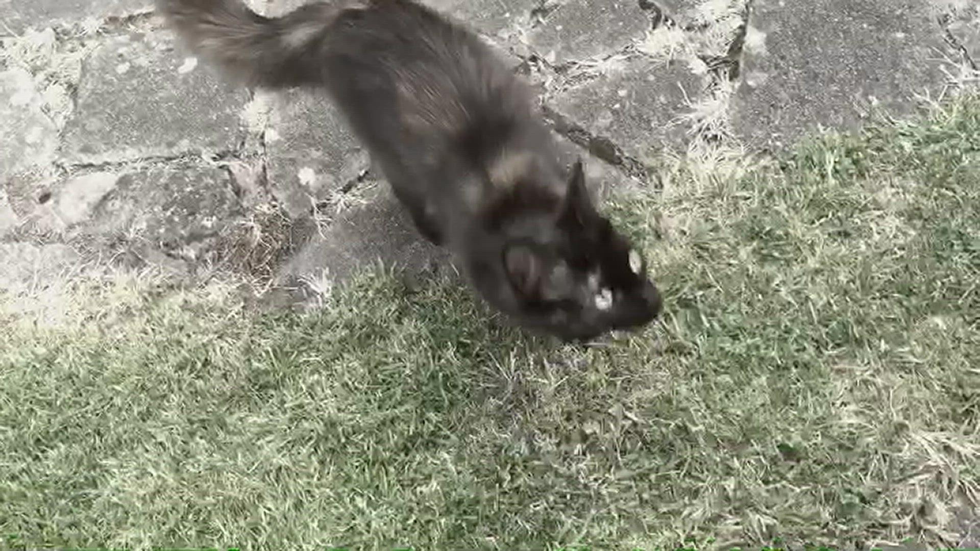'Video thumbnail for Black Cat in the Garden'