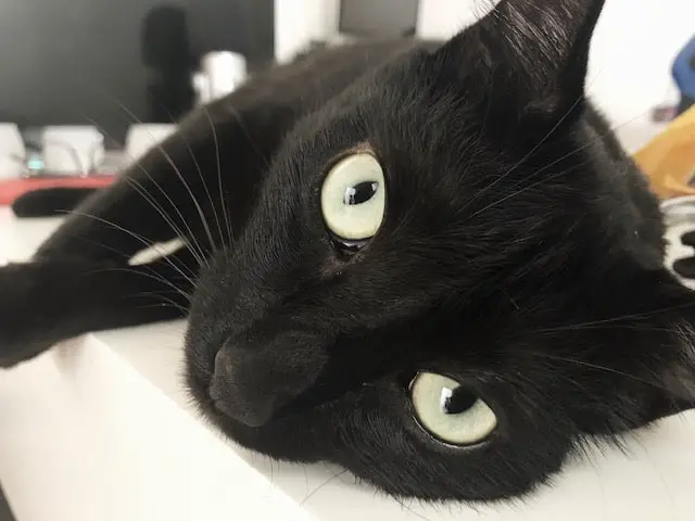 12 Fascinating Black Cat Breeds Explained