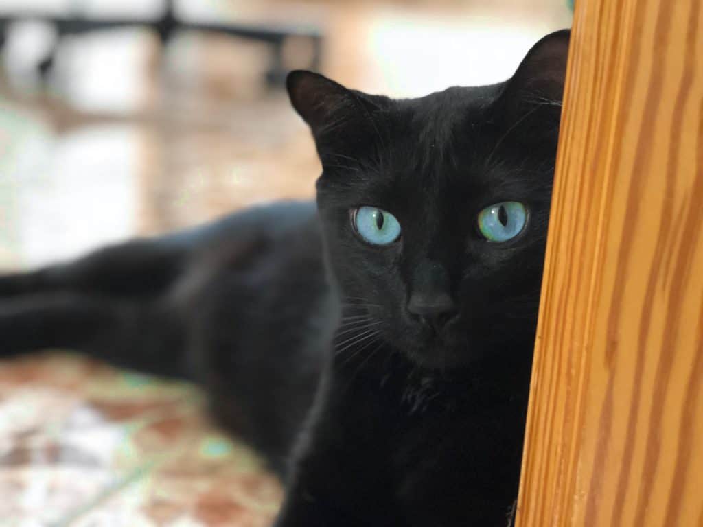 Black Cat Eyes: 4 Beautiful Colors - My Mini Panther