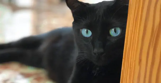 Is this Genuine? Can Black Cats have Blue Eyes?