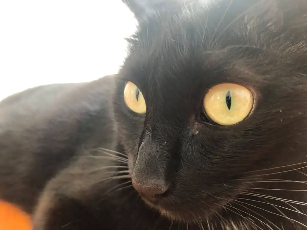 Is This Genuine? Can Black Cats Have Blue Eyes? - My Mini Panther