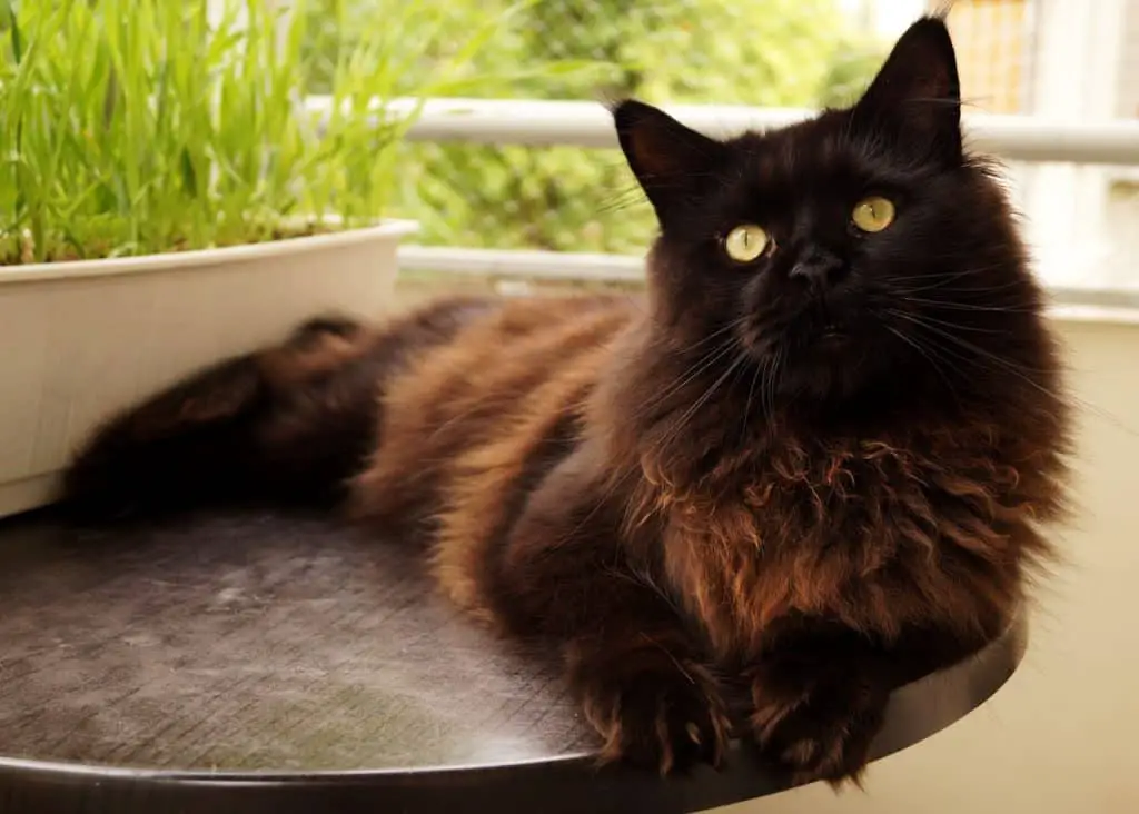 maine coon black cat