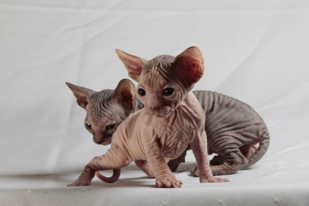 sphinx cat