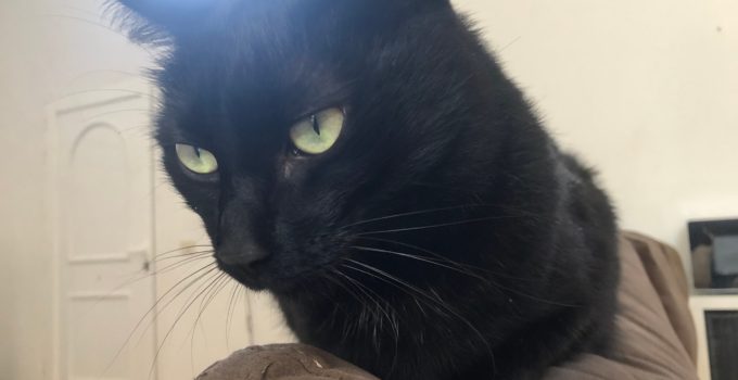 Do Black Cats live Longer? Maybe so and it’s Fascinating Why…