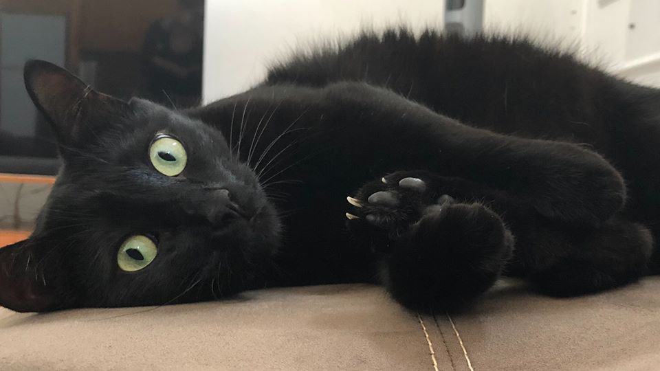 fluffy black cats with green eyes