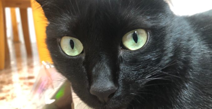 Is Owning a Black Cat Lucky? 4 Things Explained…