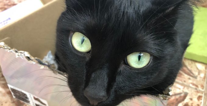 Why are Black Cats so Sweet? The Black Cat Community Answers…