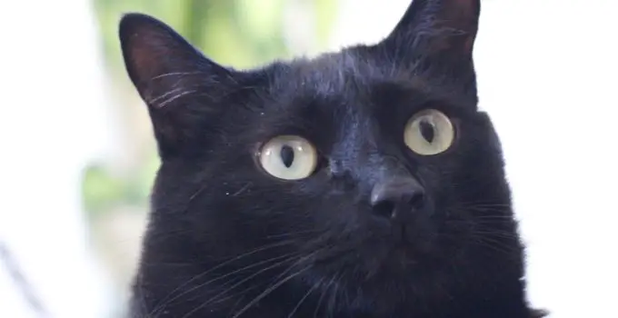 5 Interesting Things About Black Cat Superstition