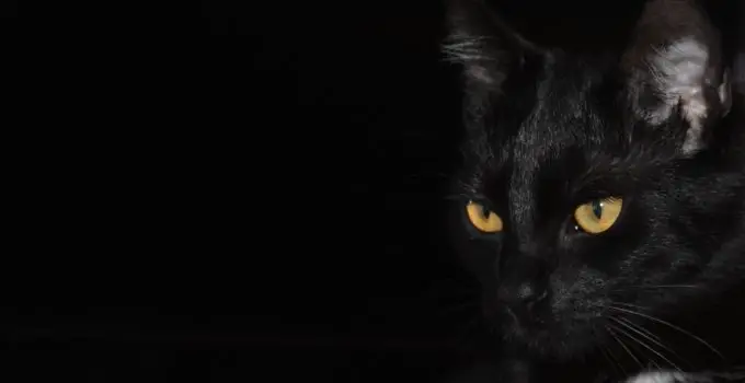 The lifespan of a Bombay Cat and their Amazing Traits
