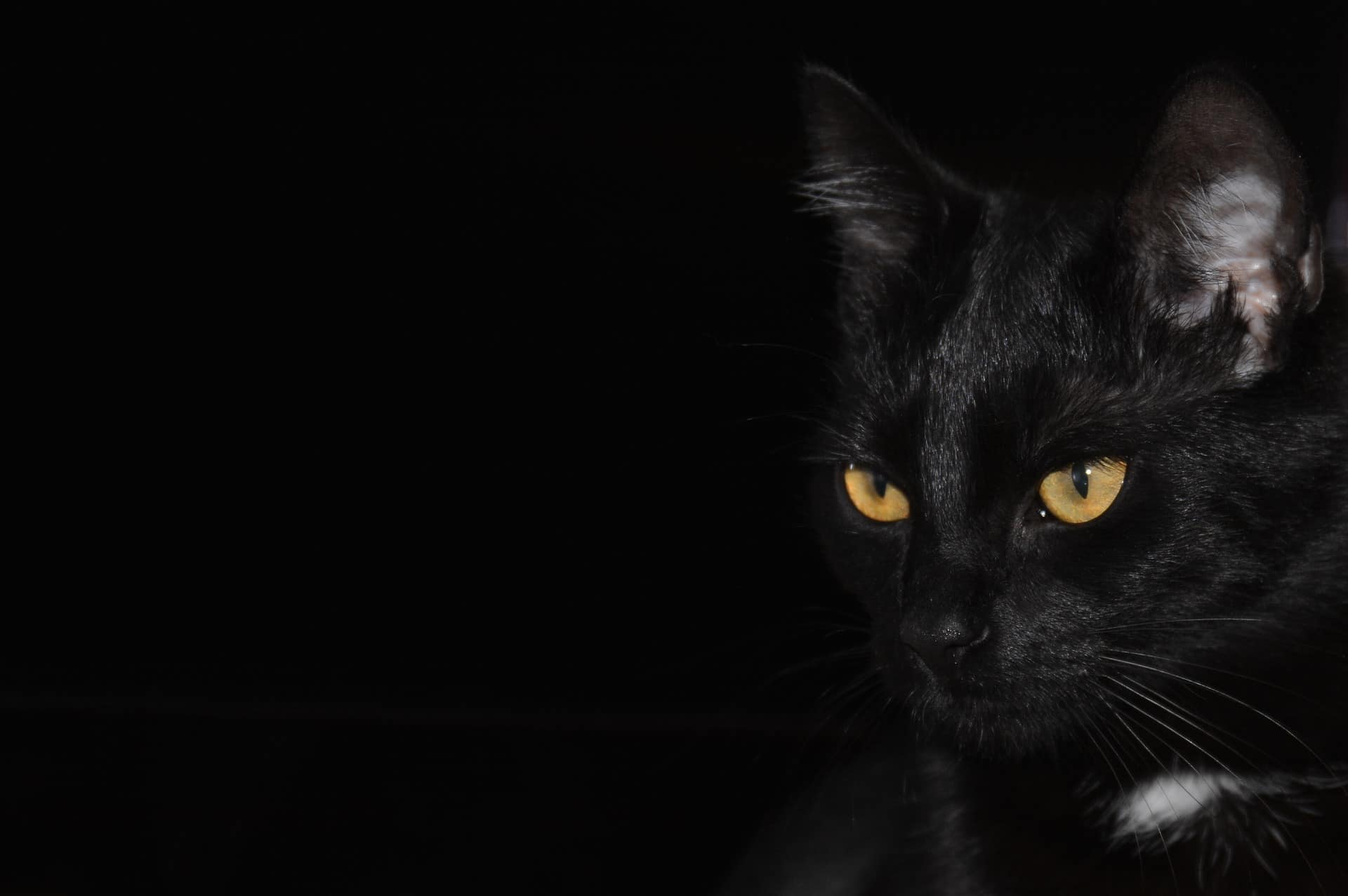 The lifespan of a Bombay Cat and their Amazing Traits - My Mini Panther