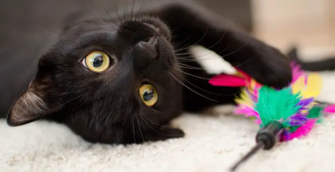The Unique and Interesting Bombay Cat Personality