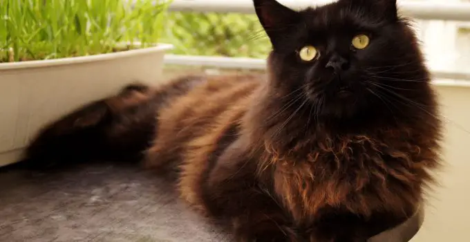 The Interesting History of the Black Maine Coon Cat
