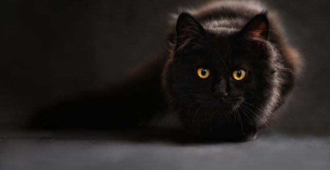 3 Beautiful Long Haired Black Cat Breeds Listed