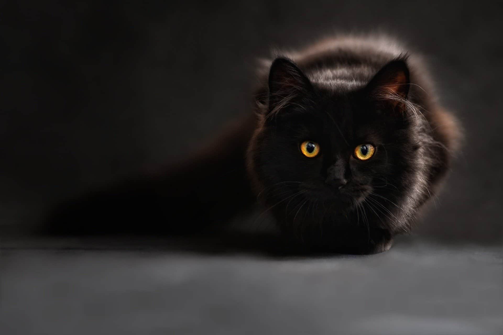 3 Beautiful Long Haired Black Cat Breeds Listed - My Mini Panther