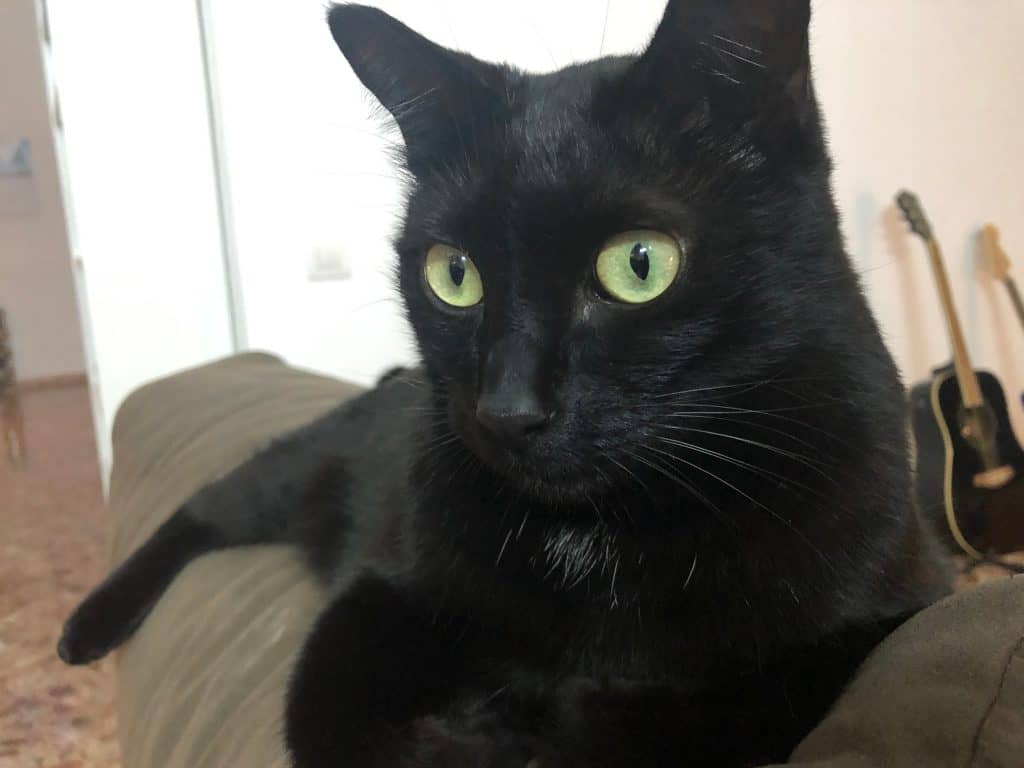 Are Black Cats Hypoallergenic? 22 Amazing Breeds Discussed - My Mini 