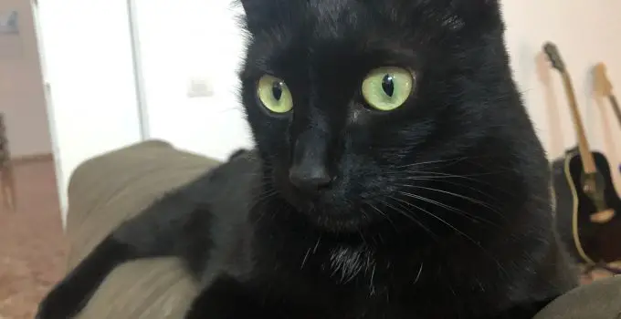 Are Black Cats Hypoallergenic? 22 Amazing Breeds Discussed…