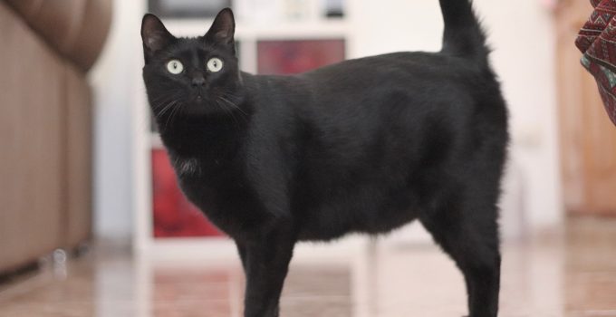 Do Black Cats Shed Fur? 22 Amazing Breeds Discussed