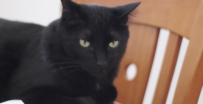 Do Black Cats Have Stripes? 2 Amazing Facts