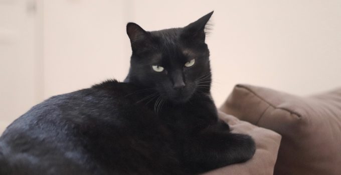 Do Black Cats go Gray? 5 Interesting Topics