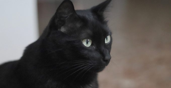 Do Black Cats Have Black Skin? 2 Interesting Facts