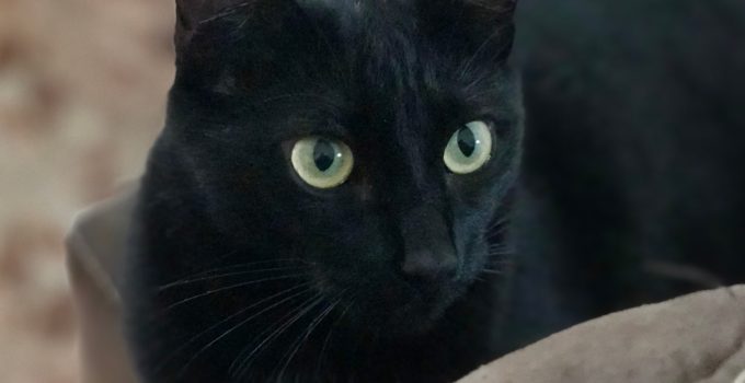 Is Owning a Black Cat bad luck? 3 Heartwarming Things to Consider…