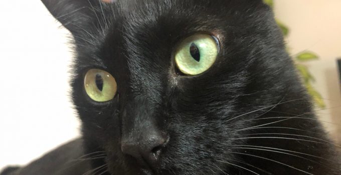 The Black Cat Face: 3 Beautiful Features