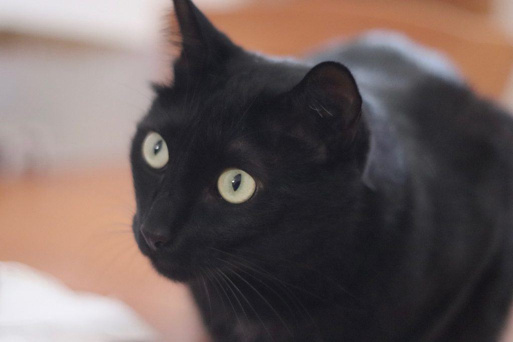 black-cat-adoption-21-pieces-of-heartwarming-advice-from-the-community