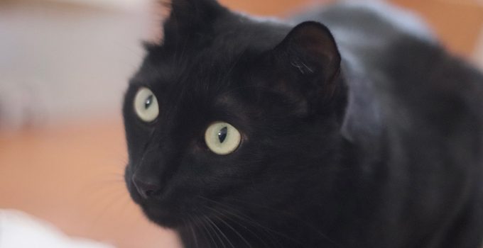 Black Cat Adoption: 21 Pieces of Heartwarming Advice from the Community