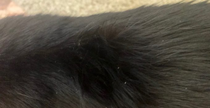 Black Cat Dandruff: 3 Important Things to Consider…