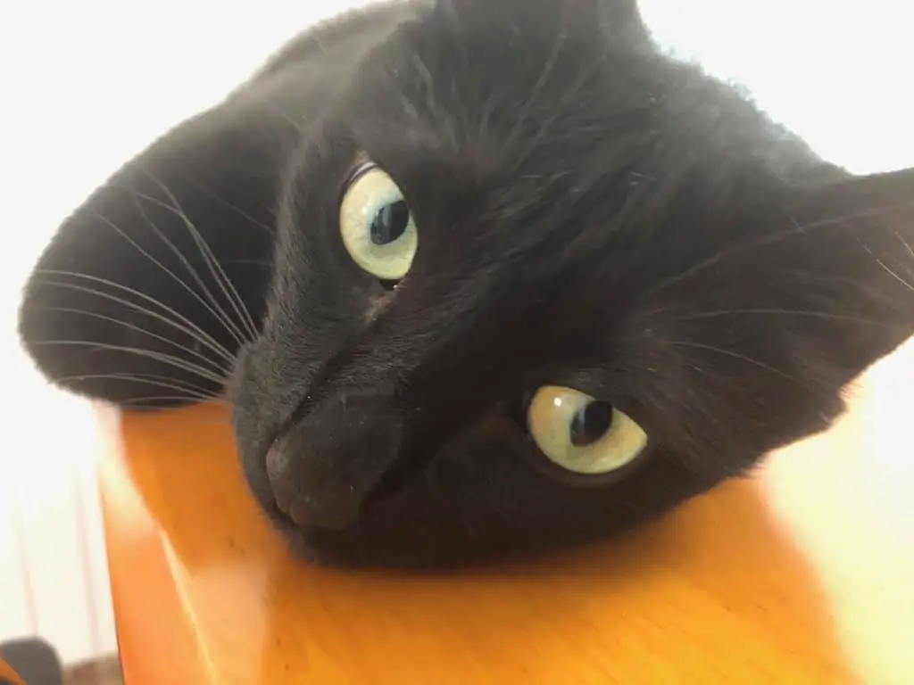 Black Cat Eyes: 4 Beautiful Colors - My Mini Panther
