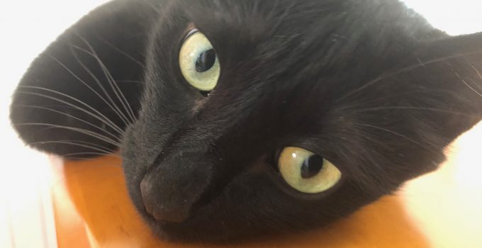 Black Cat Eyes: 4 Beautiful Colors