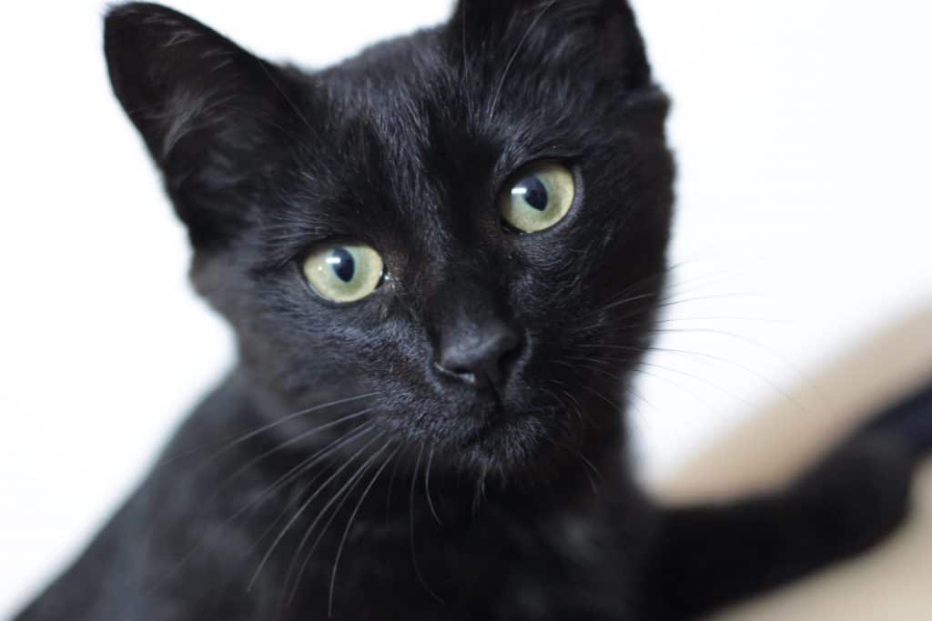 Having a Cute Black Cat Kitten: 3 Interesting Things that we Learned ...