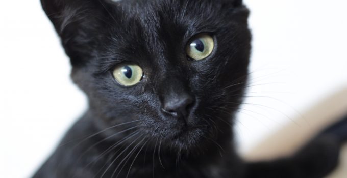 Having a Cute Black Cat Kitten: 3 Interesting Things that we Learned