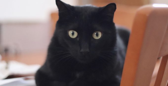 Female Black Cat Names: Over 30 Great Ideas