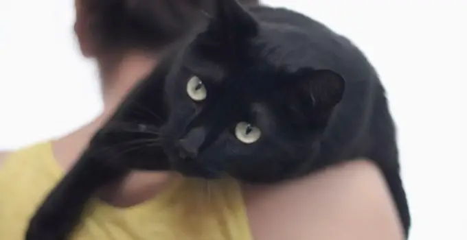 Owning a Black Cat the Spiritual Meaning: 3 Interesting Explanations…