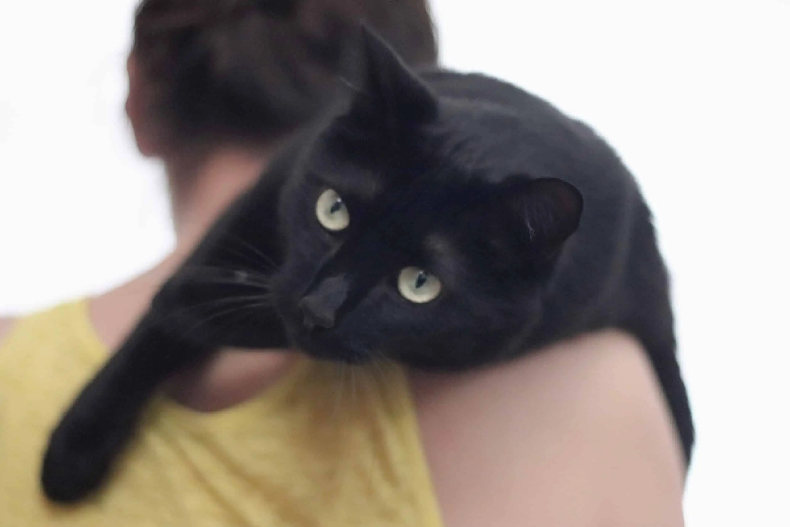 Owning a Black Cat the Spiritual Meaning: 3 Interesting Explanations... -  My Mini Panther