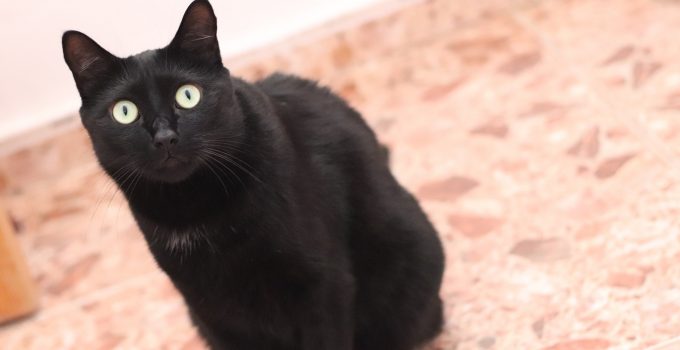 Do Black Cats Attack? 4 Actionable Things to Consider