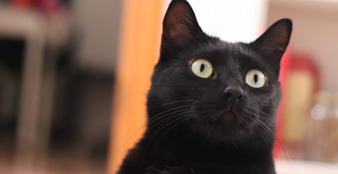 Do Black Cats Come From Panthers? 3 Amazing Facts