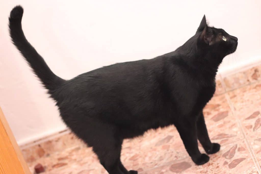 do-black-cats-curse-you-3-reasons-why-your-cat-doesn-t-have-a-secret-agenda-my-mini-panther