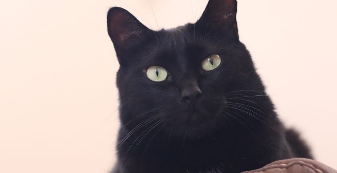 Do Black Cats Change Color? 5 Interesting Factors Discussed…