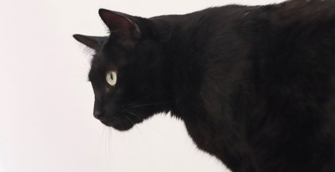 Do Black Cats Feel the Heat More? 6 Interesting Things Discussed