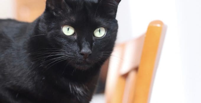 Do Black Cats Drool More? 3 Quick Things Discussed