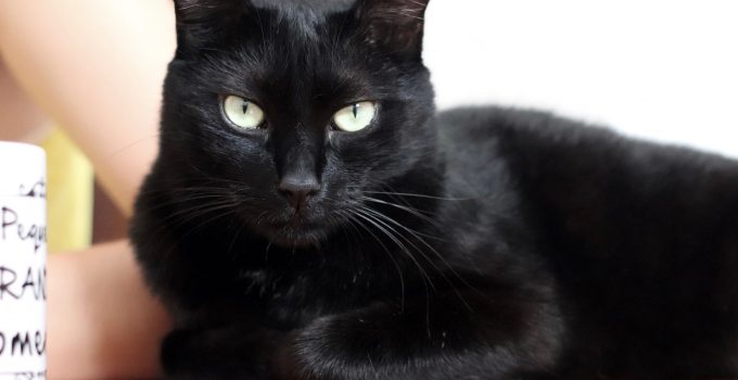 Do Black Cats Get Adopted Less? 4 Intriguing Things Discussed