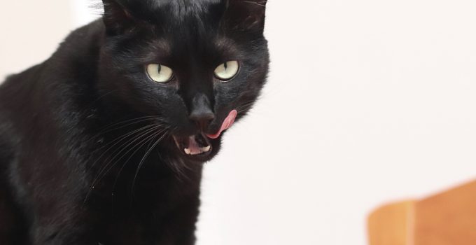 Do Black Cats get Along with Other Cats? The Truth Detailed…