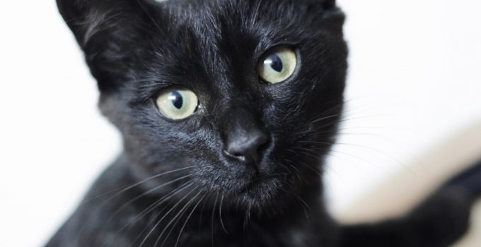 Do Black Cats Always Have Black Kittens? 3 Interesting Points