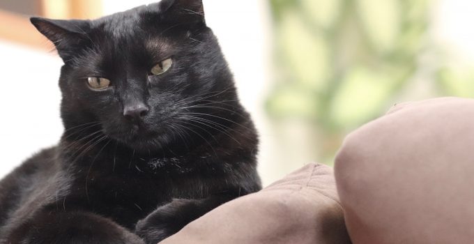 Do Black Cats Act Different? 4 Intriguing Things Discussed