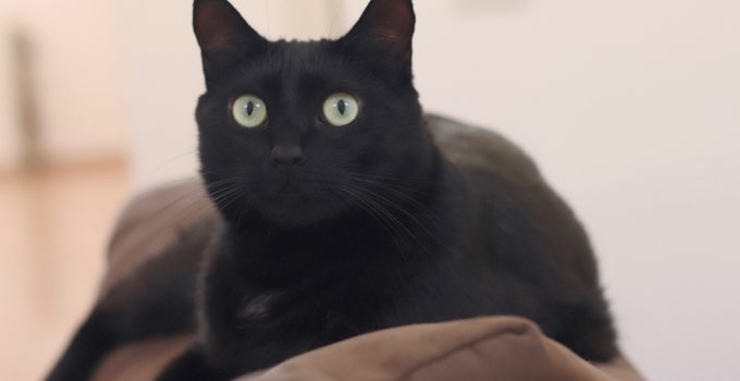 Do Black Cats Get Along With Dogs? 4 Useful Things Discussed