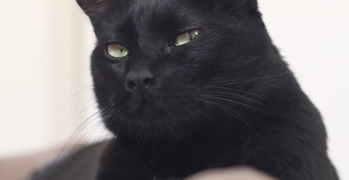 Do Black Cats Get Fleas? 3 Actionable Things Discussed