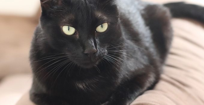 Do Black Cats have Black Whiskers? 4 Interesting Things Discussed