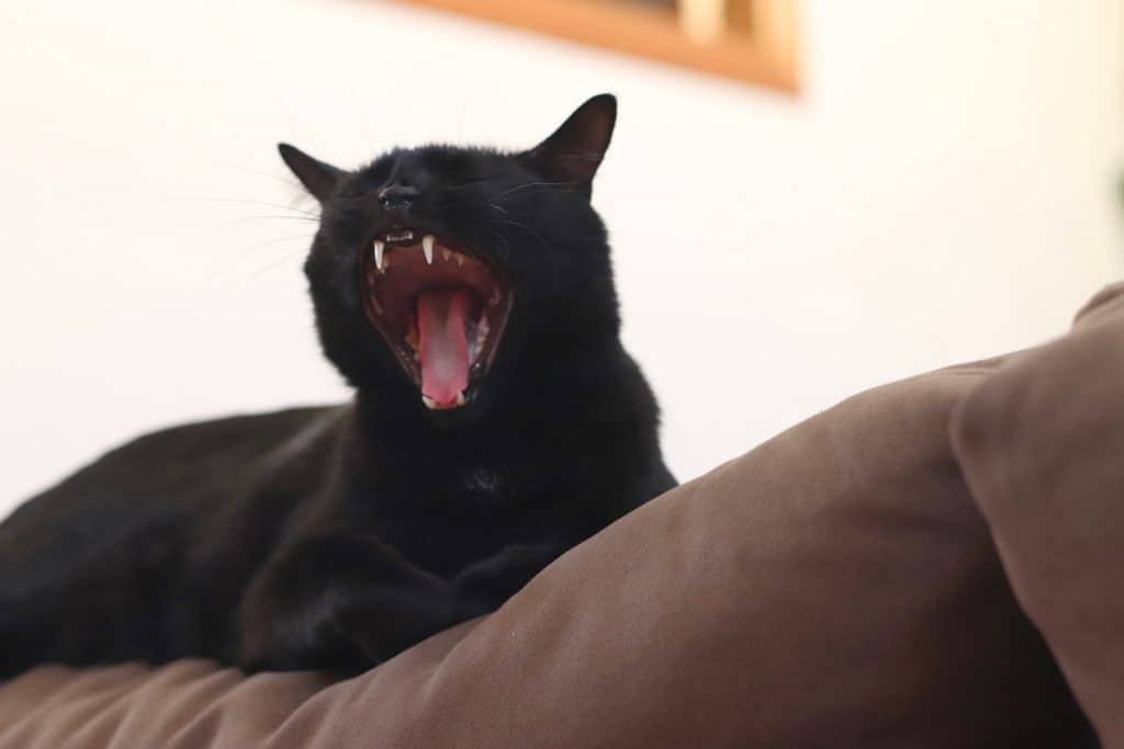 do black cats meow more